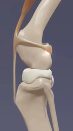 Dog stifle joint anatomy showing cruciate ligaments - CCWO surgery at Taylor Vets