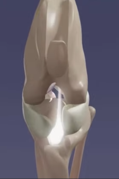 Dog knee cruciate ligament anatomy diagram - Taylor Vets Brackley