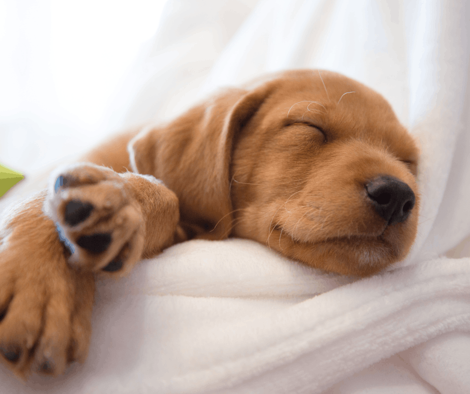 puppy sleeping