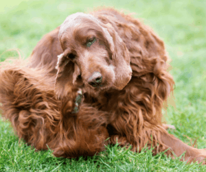 Brown dog scratching ear
