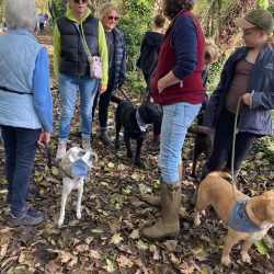 Community walk